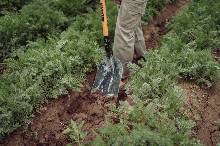 Person gräbt den Boden zwischen Reihen grüner Pflanzen um