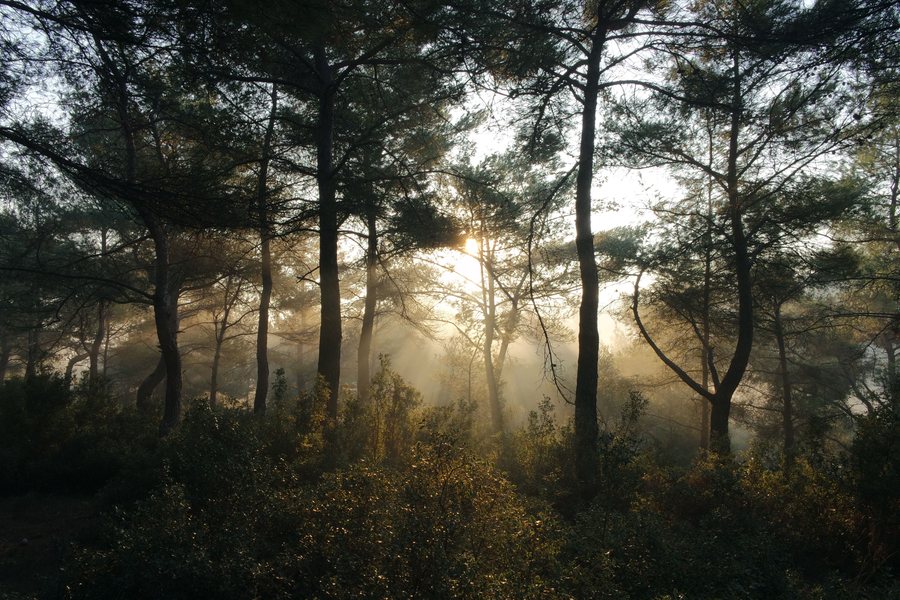 Sonnenstrahlen in einem dichten dunklen Tannenwald im Schwarzwald